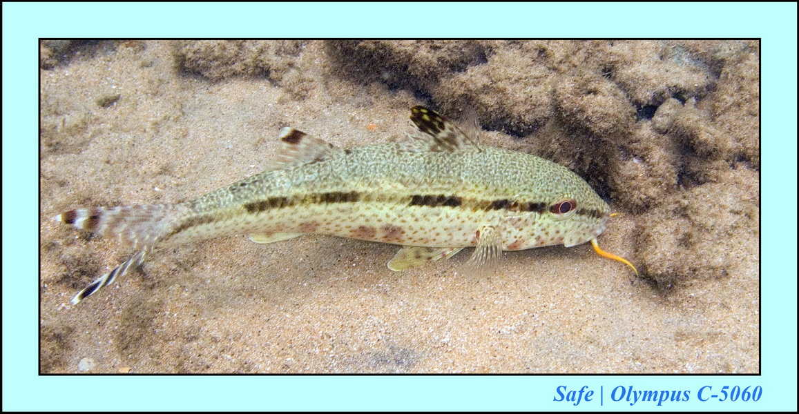 2006 - 07 - Tioman - Plongee Paya beach 02